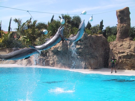Dolphins Loro Parque5